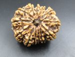 13 Mukhi Rudraksha