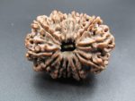 13 Mukhi Rudraksha