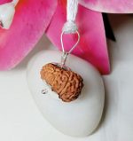 13 Mukhi Rudraksha