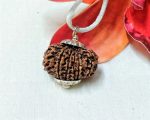 13 Mukhi Rudraksha