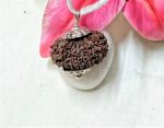 13 Mukhi Rudraksha