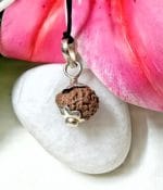 Seventeen Mukhi Java Indonesia