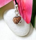 Seventeen Mukhi Java Indonesia