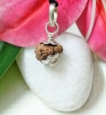 Seventeen Mukhi Java Indonesia