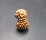 Seventeen Mukhi Java Indonesia