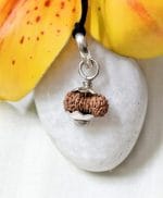 Seventeen Mukhi Java Indonesia