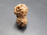 Seventeen Mukhi Java Indonesia