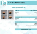 14 Mukhi Certificate