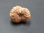 14 Mukhi Rudraksha