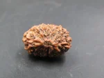 14 Mukhi Rudraksha