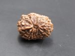 14 Mukhi Rudraksha