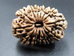 14 Mukhi Rudraksha