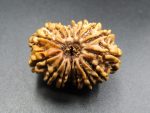 14 Mukhi Rudraksha