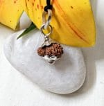 Seventeen Mukhi Java Indonesia