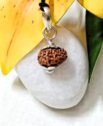 Seventeen Mukhi Java Indonesia