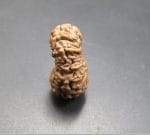 18 Mukhi Java Indonesia