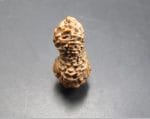 18 Mukhi Java Indonesia