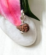 Seventeen Mukhi Java Indonesia