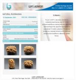 15 Mukhi Certificate