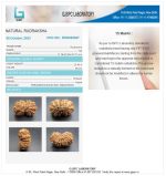 15 Mukhi Certificate
