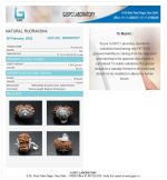 15 Mukhi Certificate