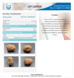 15 Mukhi Certificate