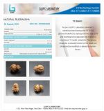 15 Mukhi Certificate