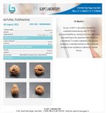 15 Mukhi Certificate