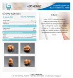 15 Mukhi Certificate