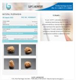 15 Mukhi Certificate