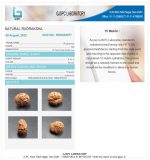 15 Mukhi Certificate