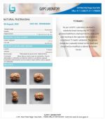 15 Mukhi Certificate