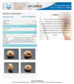 15 Mukhi Certificate