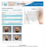 15 Mukhi Certificate