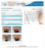 15 Mukhi Certificate