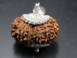 15 Mukhi Rudraksha
