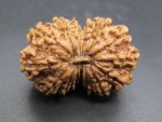 15 Mukhi Rudraksha