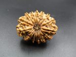 15 Mukhi Rudraksha