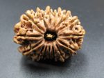 15 Mukhi Rudraksha