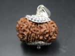 15 Mukhi Rudraksha