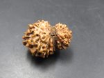 15 Mukhi Rudraksha