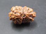 15 Mukhi Rudraksha
