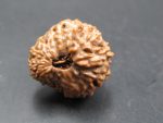 15 Mukhi Rudraksha