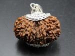 15 Mukhi Rudraksha