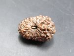 15 Mukhi Rudraksha