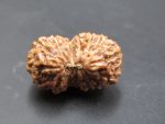 15 Mukhi Rudraksha