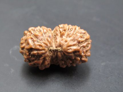15 Mukhi Rudraksha