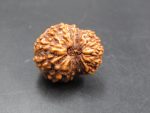 15 Mukhi Rudraksha