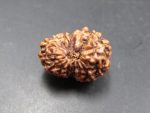 15 Mukhi Rudraksha