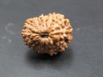 15 Mukhi Rudraksha